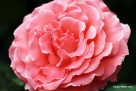 Osage Roses 052